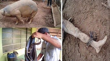 Imagem Porcos arrancam o pênis e matam suspeito de zoofilia