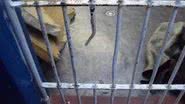 Imagem Cadeia pública de Valença é interditada pela Justiça