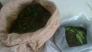 Imagem Casal é preso por cultivar e vender maconha no interior da Bahia