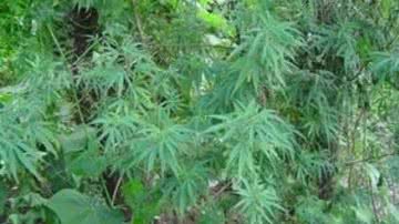 Imagem Operação da Polícia Militar destrói 37 mil pés de maconha no município de Curaçá