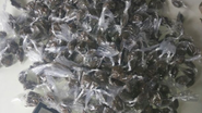 Imagem PM apreende menores com muita maconha em Simões Filho