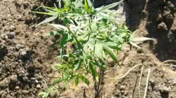 Imagem Polícia apreende 14 mil pés de maconha na Bahia