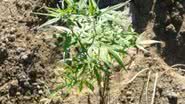 Imagem Polícia apreende 14 mil pés de maconha na Bahia