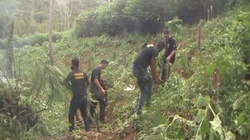 Imagem Polícia Federal erradica plantação de maconha em Maraú