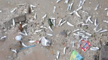 Imagem Morador da Ribeira denuncia pesca com bomba e morte de peixes