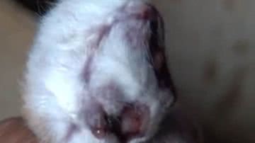 Imagem Gato nasce com duas cabeças no interior da Bahia