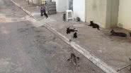 Imagem Governo usa galinhas e gatos para combater insetos em presídio de Jequié