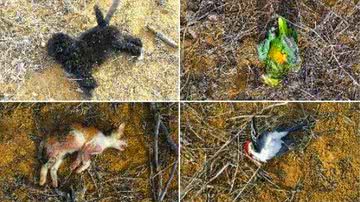 Imagem Para se vingar de voto da esposa em Dilma, homem mata animais em Jacobina