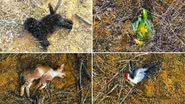 Imagem Para se vingar de voto da esposa em Dilma, homem mata animais em Jacobina