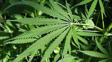 Imagem Tremendo matagal: irmãos são presos com 50 kg de maconha plantadas por eles    