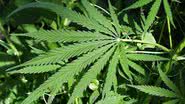 Imagem Tremendo matagal: irmãos são presos com 50 kg de maconha plantadas por eles    
