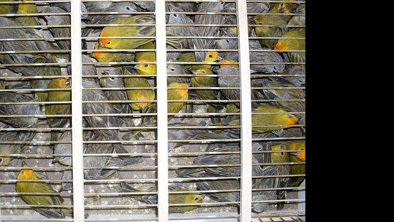 Imagem Mais de 600 pássaros são apreendidos em porta-malas na BR-101