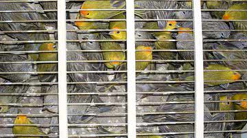 Imagem Mais de 600 pássaros são apreendidos em porta-malas na BR-101