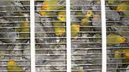 Imagem Mais de 600 pássaros são apreendidos em porta-malas na BR-101