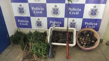 Imagem Barra da Estiva: Polícia descobre plantação de maconha em comunidade rural