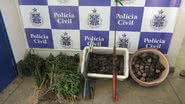 Imagem Barra da Estiva: Polícia descobre plantação de maconha em comunidade rural