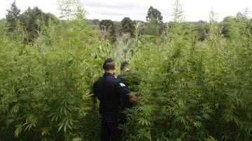 Imagem Operação Angico II erradica 100 mil pés de maconha na Bahia