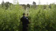 Imagem Operação Angico II erradica 100 mil pés de maconha na Bahia