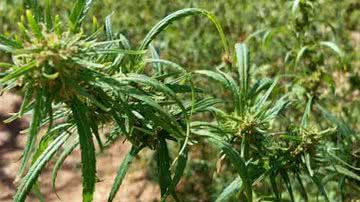 Imagem Polícia destrói 20 mil pés de maconha em fazenda na divisa da Bahia com Piauí 