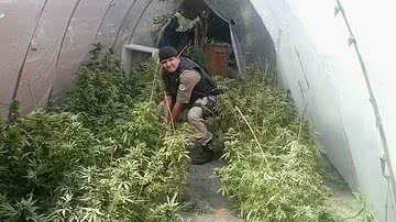 Imagem Polícia descobre laboratório de maconha dentro de pousada 