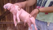 Imagem Mairi: porco nasce com &quot;tromba&quot; de elefante