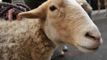 Imagem Jovem é multado após ser flagrado fazendo sexo com uma ovelha