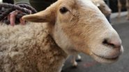 Imagem Jovem é multado após ser flagrado fazendo sexo com uma ovelha