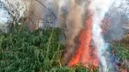 Imagem Policias Militares da Bahia e Pernambuco destroem 183000 mil pés de maconha