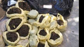 Imagem Polícia Militar apreende 80 kg de maconha em Cajazeira XI