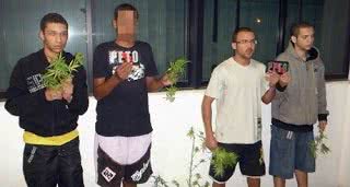 Imagem Um tremendo matagal: pés de maconha são apreendidos com jovens 