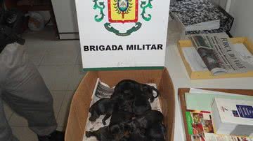 Imagem Polícia resgata filhotes de cachorro enterrados vivos