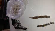 Imagem Operação do Nordeste: além de drogas, 12 são presos em cerco da polícia