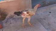 Imagem Vídeo: galinha é encontrada morta com sinais de zoofilia