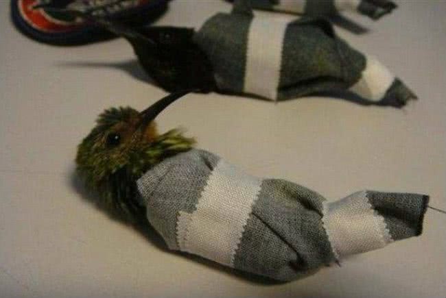 Imagem Homem é preso com doze beija-flores na cueca