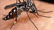 Imagem Salvador registra dois casos de Chikungunya