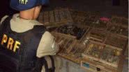 Imagem PRF apreende cerca de 500 pássaros na BR-116
