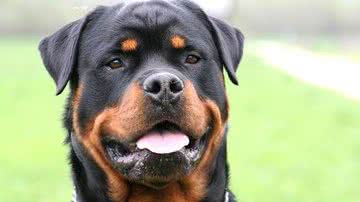 Imagem Cão da raça rottweiler mata a própria dona de 75 anos