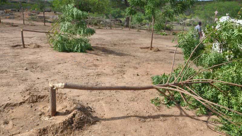 Imagem Prefeitura de Itaberaba promete investigar crime ambiental em parque ecológico