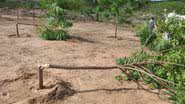 Imagem Prefeitura de Itaberaba promete investigar crime ambiental em parque ecológico