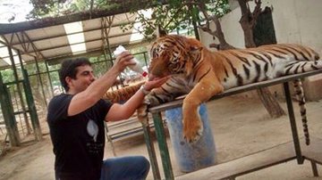 Imagem Marcell Moraes é criticado por “alimentar” tigre dopado
