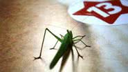Imagem Eleições 2014: PT decide nome em 30 dias