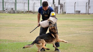 Imagem Base gastará R$ 3,7 mil para adestrar 11 cães