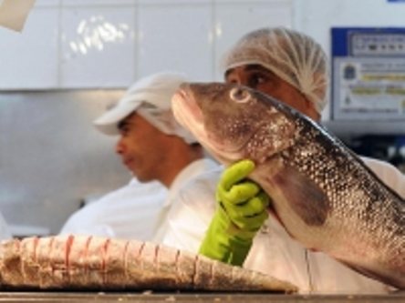 Imagem Governo quer aumentar consumo de pescados na alimentação escolar