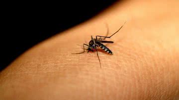 Imagem Campanha nacional contra dengue e febre chikungunya começa neste sábado (15)