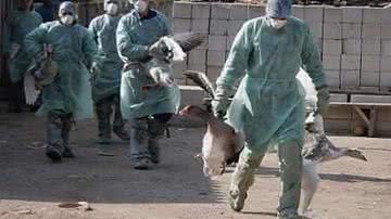 Imagem Ministério da Agricultura lança cartilhas de prevenção da gripe aviária
