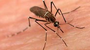 Imagem Audiência Pública debaterá enfrentamento contra a dengue 