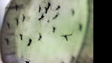 Imagem Brasil vai testar vacina contra dengue em humanos