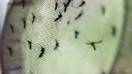 Imagem Brasil vai testar vacina contra dengue em humanos