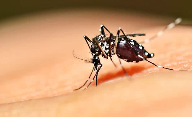 Imagem Bahia tem aumento de 60% em casos de dengue