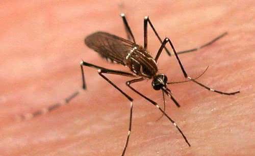 Imagem Dengue hemorrágica faz quarta vítima na Bahia 
